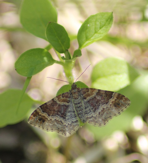 noctuelle 2805.JPG