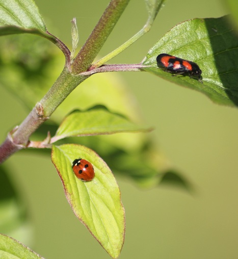 cox et cercopsis 2805.JPG
