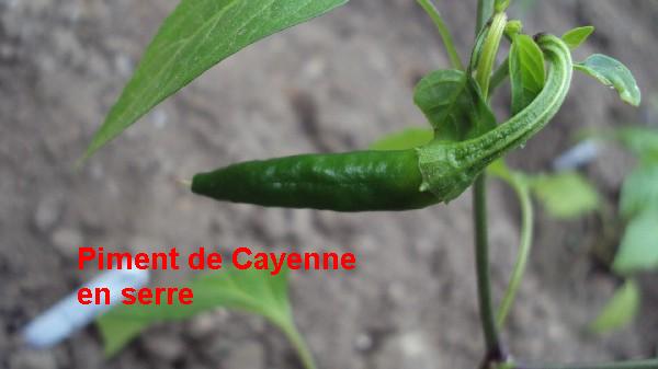 cayenne_serre_1_140610.JPG