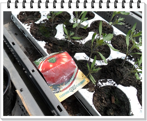 tomates ukrainiennes