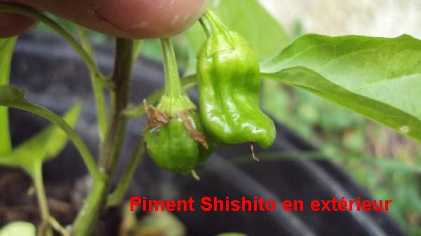 shishito_140610.JPG