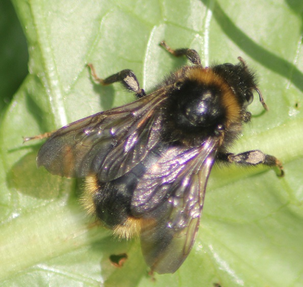 bourdon 0106.JPG