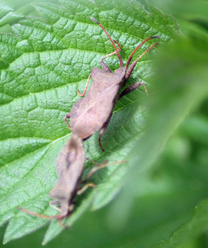 coreus marginatus 0106.JPG