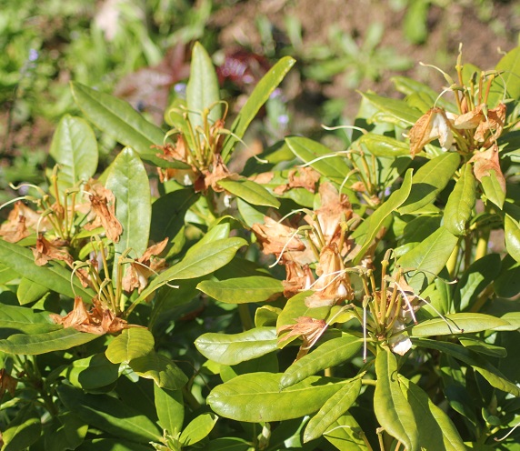 rhodo 0206.JPG