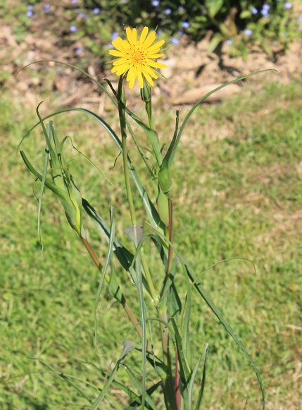 salsifi des prés 0406.JPG