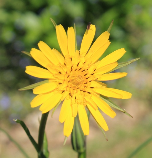 salsifi des prés fleur 0406.JPG