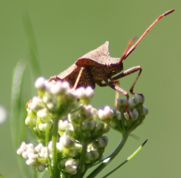 coreus marginatus 0606.JPG