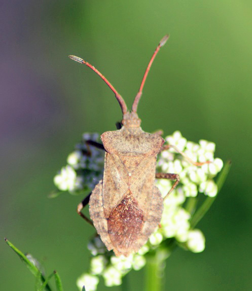 coree marginee 0606.JPG
