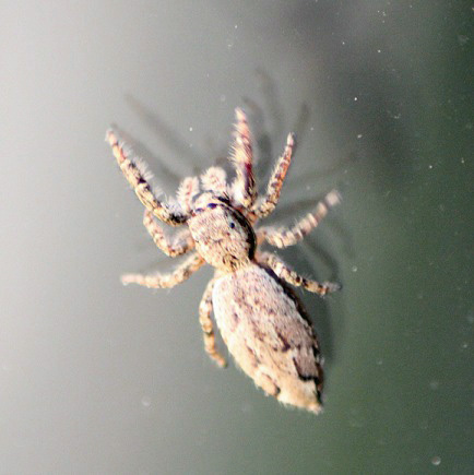 marpissa muscosa 0606.JPG