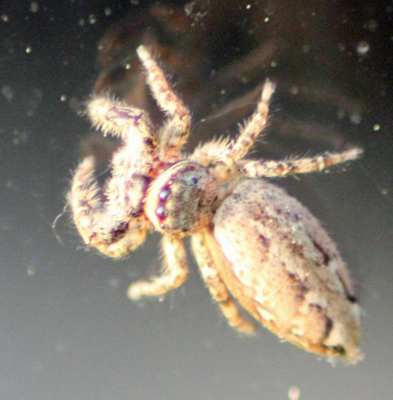 marpissa muscosa.JPG