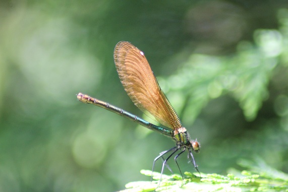 calopterix virgo 0706.JPG