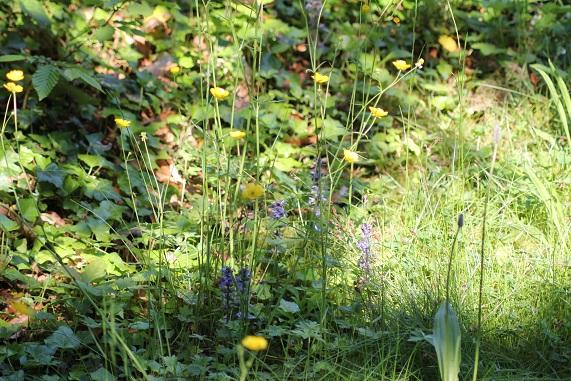 Ajuga A 0706.JPG