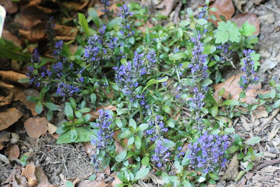Ajuga D 0706.JPG