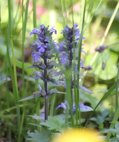 Ajuga B 0706.JPG