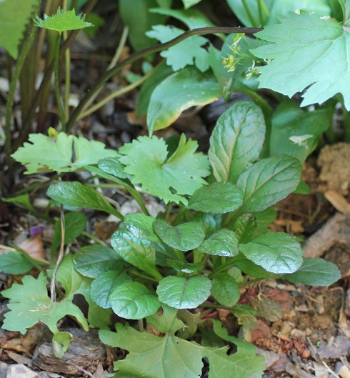 Ajuga feuilles 0706.JPG