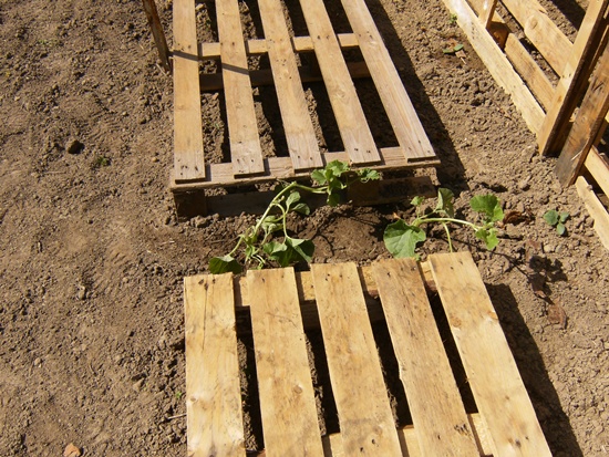 un espace entre chaque palette pour 1 ou 2 pieds à diriger.