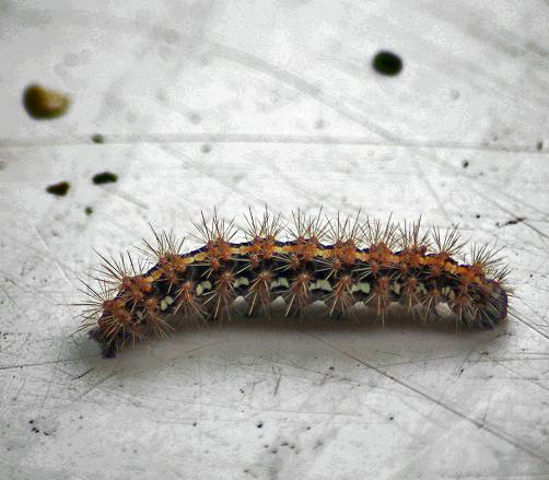 chenille 1006.JPG