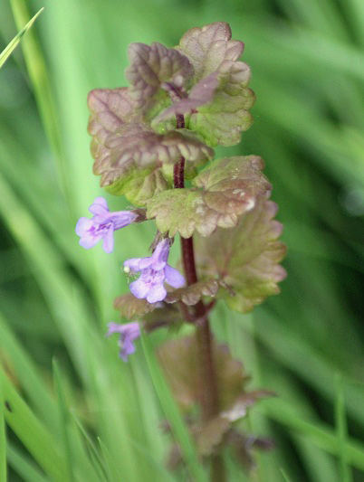 lierre terrestre fleur.JPG