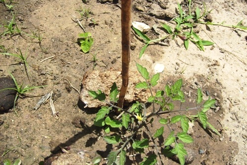 tomate10.jpg