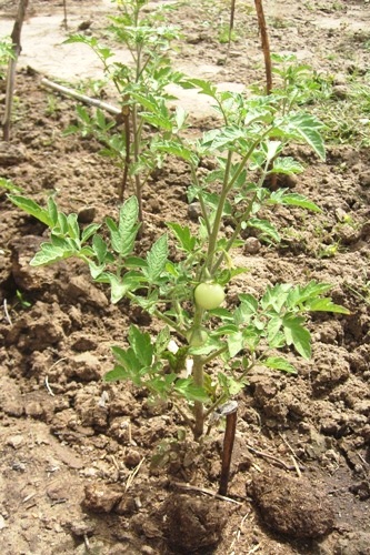tomate11.jpg