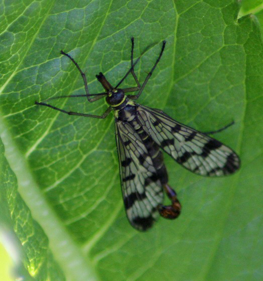 mouche scorpion 0806.JPG