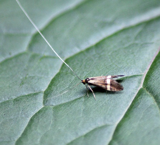 Nemophora degeerella 1306.JPG