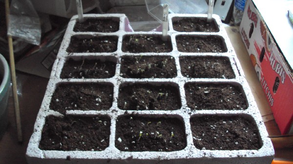 semis salades1206_au160610_1.JPG