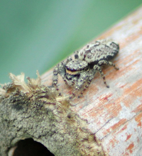 marpissa muscosa 1206.JPG