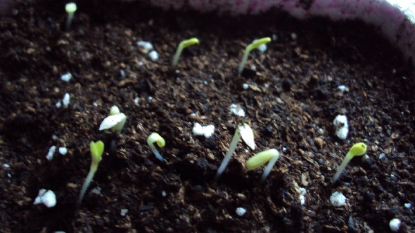 semis salades1206_au160610_2.JPG