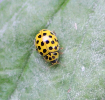 cox jaune 1406.JPG