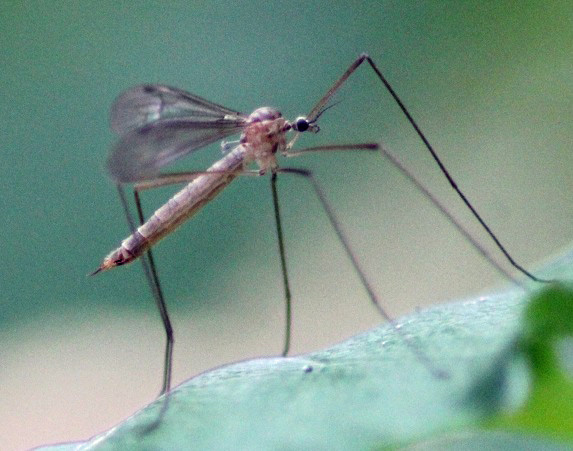 tipule 1406.JPG