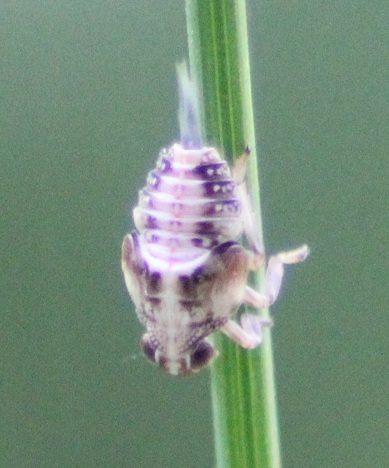 iris 069.JPG