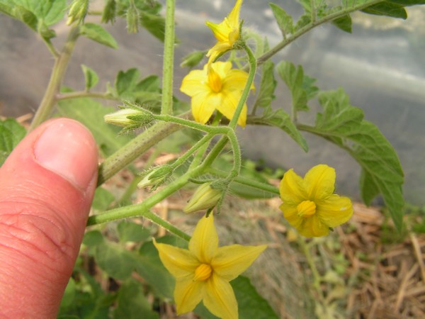 Baxter's Early Bush Cherry