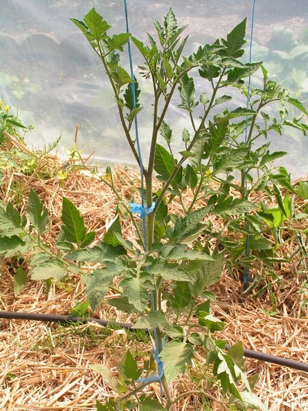 Harvest Of Health