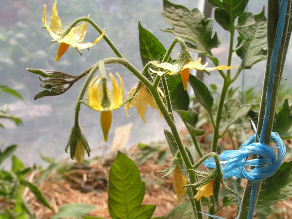 Harvest Of Health