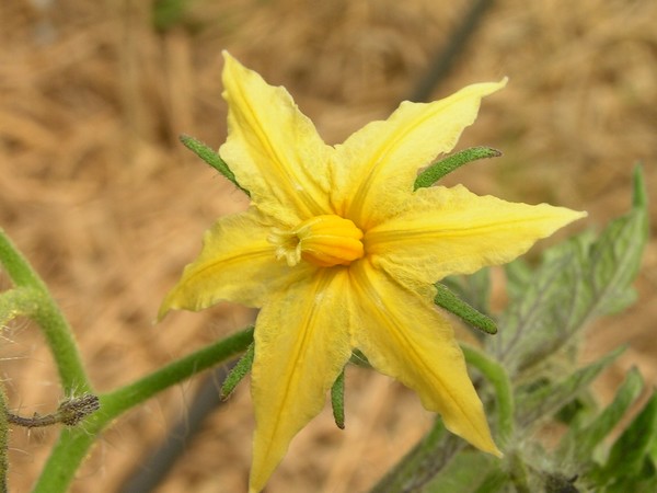 Pomme d'Or