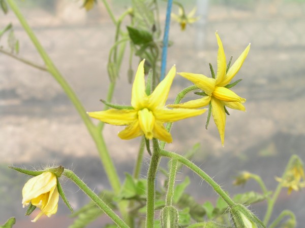 Zao Que Zhuan Fan Que