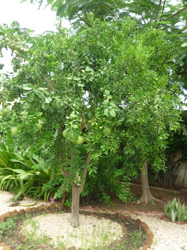 11 arbre 4 saisons.jpg