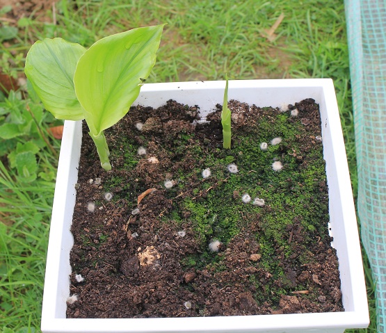 curcuma 2306.JPG