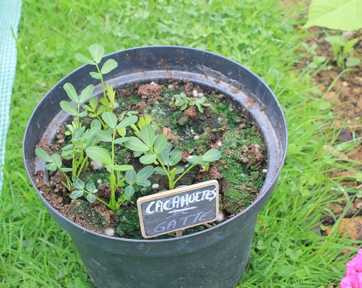 cacahuetes 2306.JPG