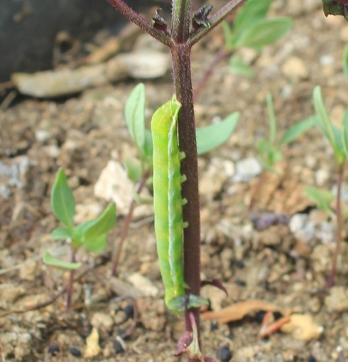 la gothique chenille 2106.JPG