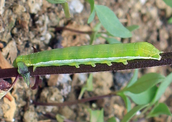 orthosia gothica 2106.JPG