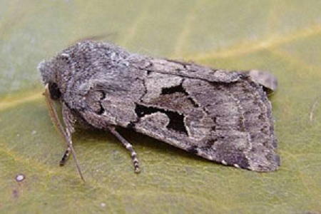 gothique papillon 2306.jpg