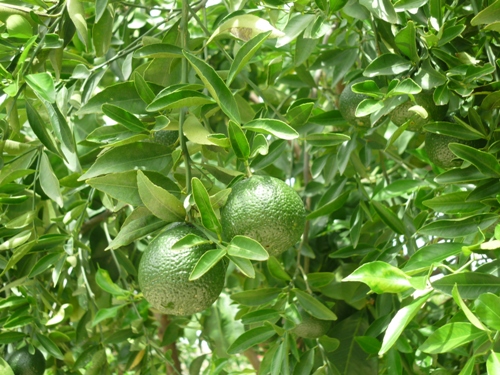 13 mandarines.jpg
