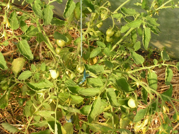 islandaise 1_2506_1.jpg