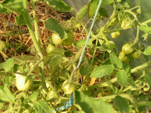 islandaise 1_2506_2.jpg