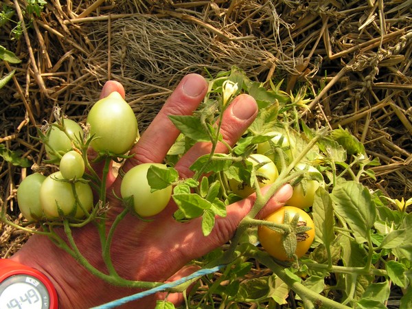 islandaise 2_2506_1.jpg