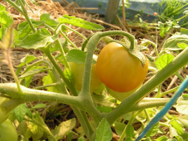 islandaise 2_2506_2.jpg