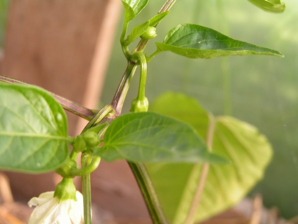 abri_Piperia Kitrini Makrya Glykeia_0301_0206_2.jpg