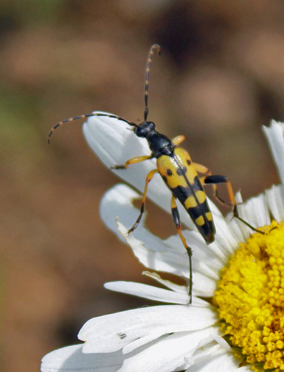 ruptela maculata 0107.JPG